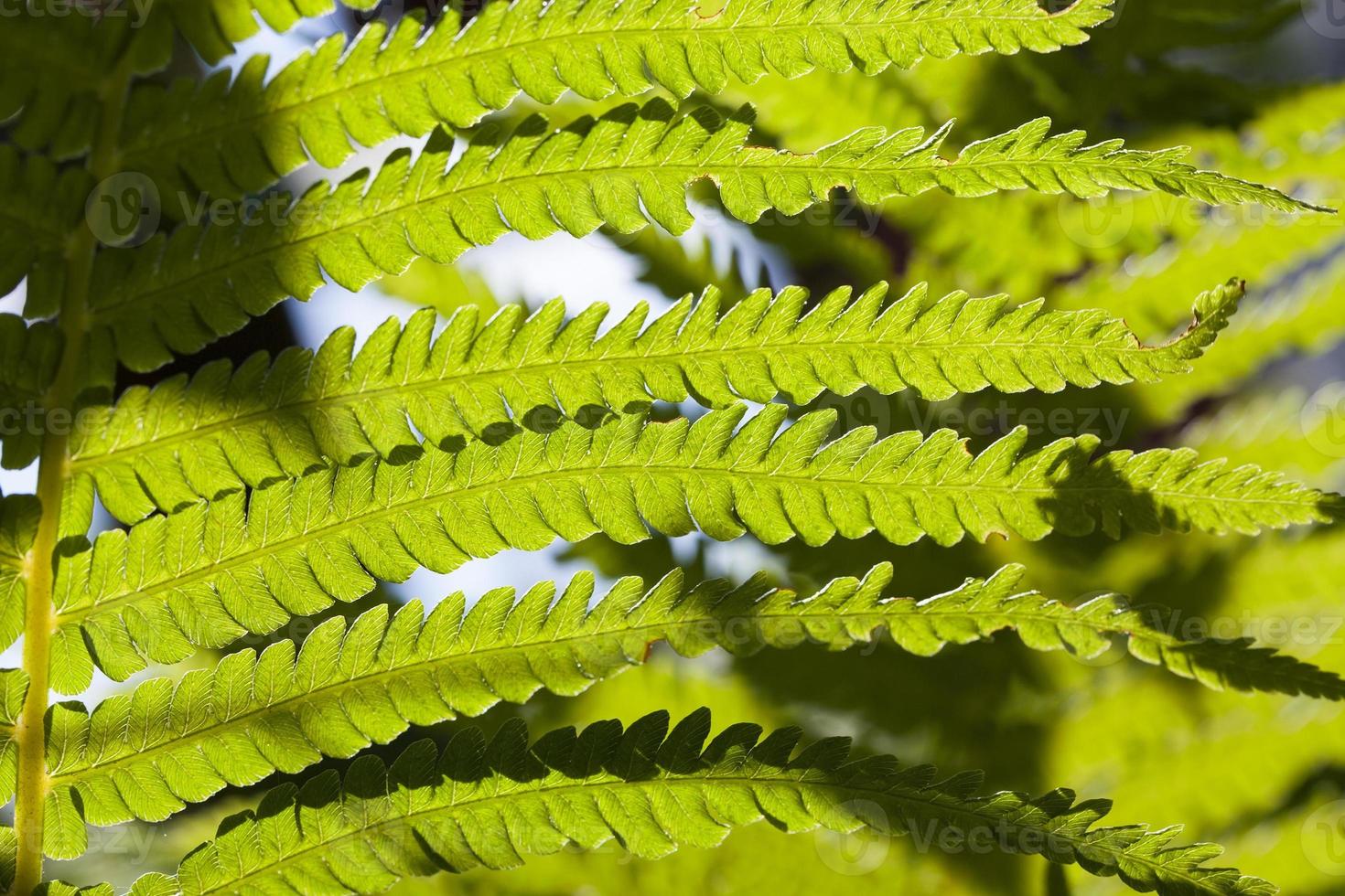 planta de helecho joven foto