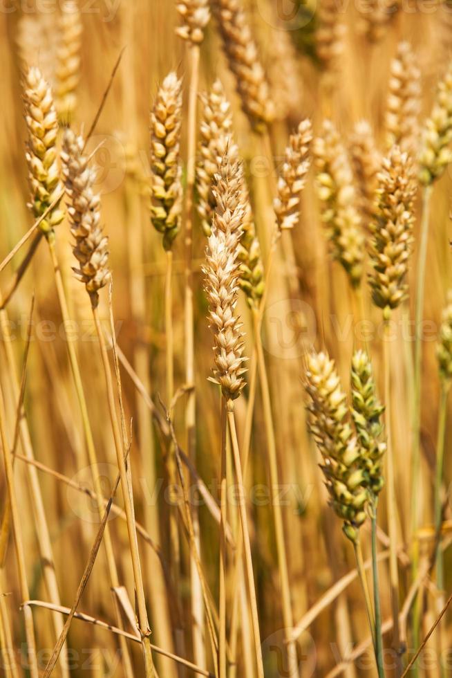rye ear close up photo