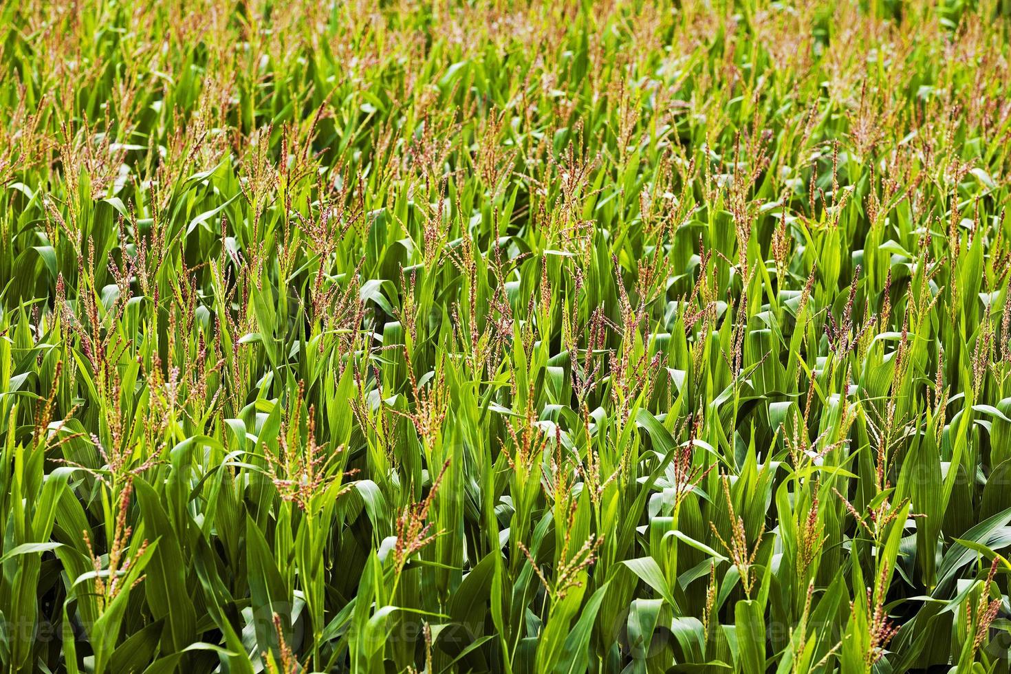 corn field  close up photo