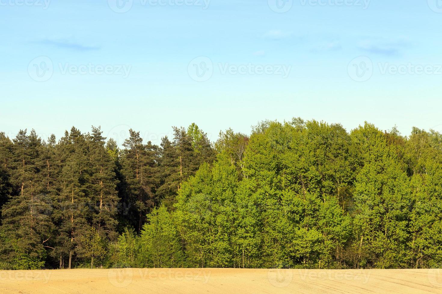 Green mixed spring forest photo