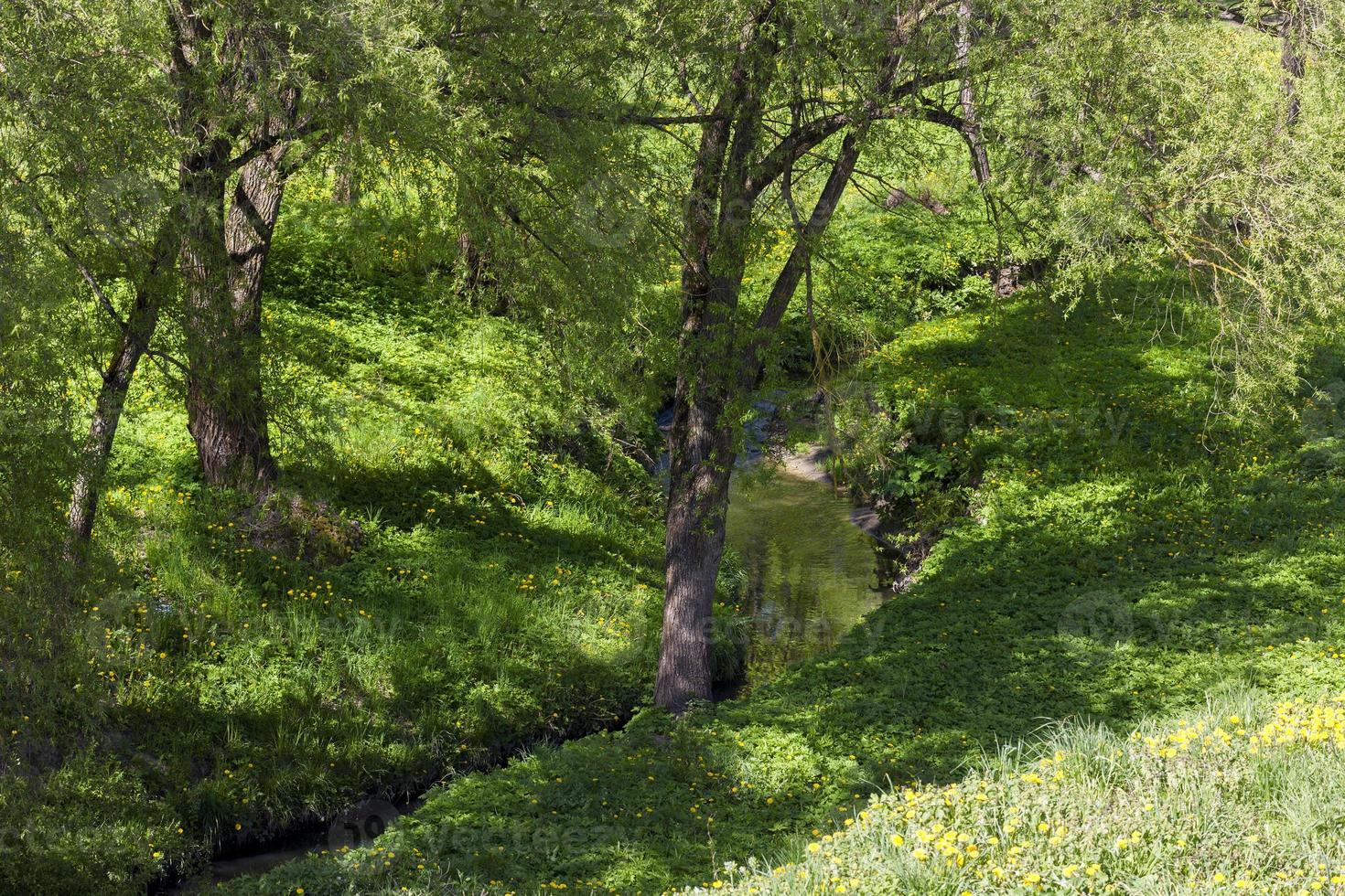 small river, close up photo