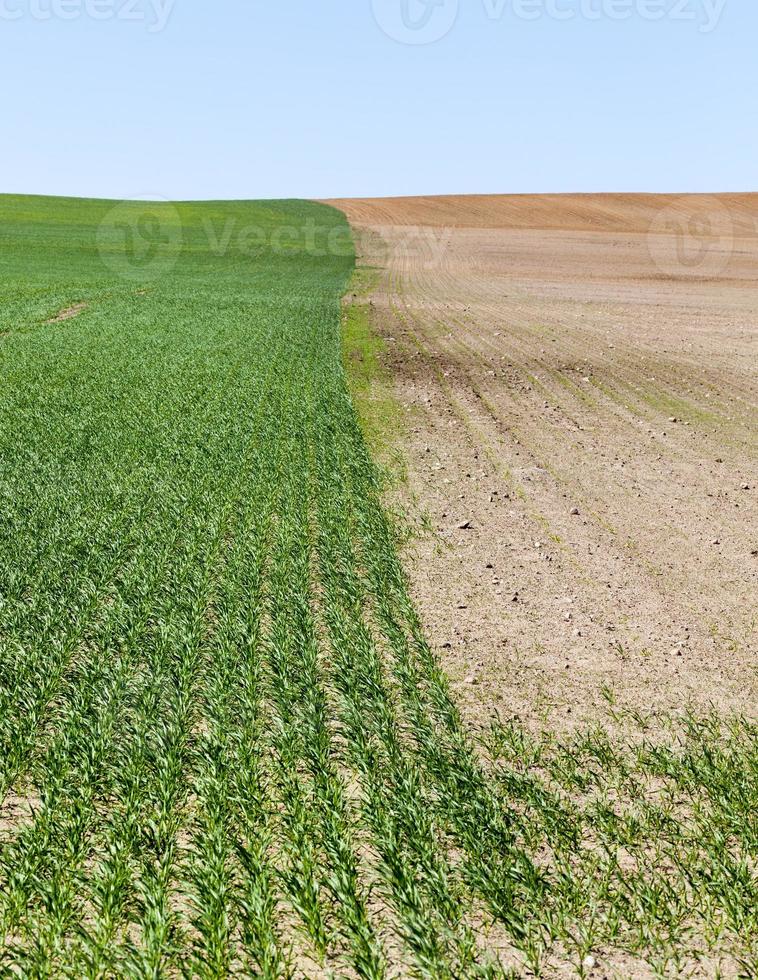 green sprouts of wheat photo