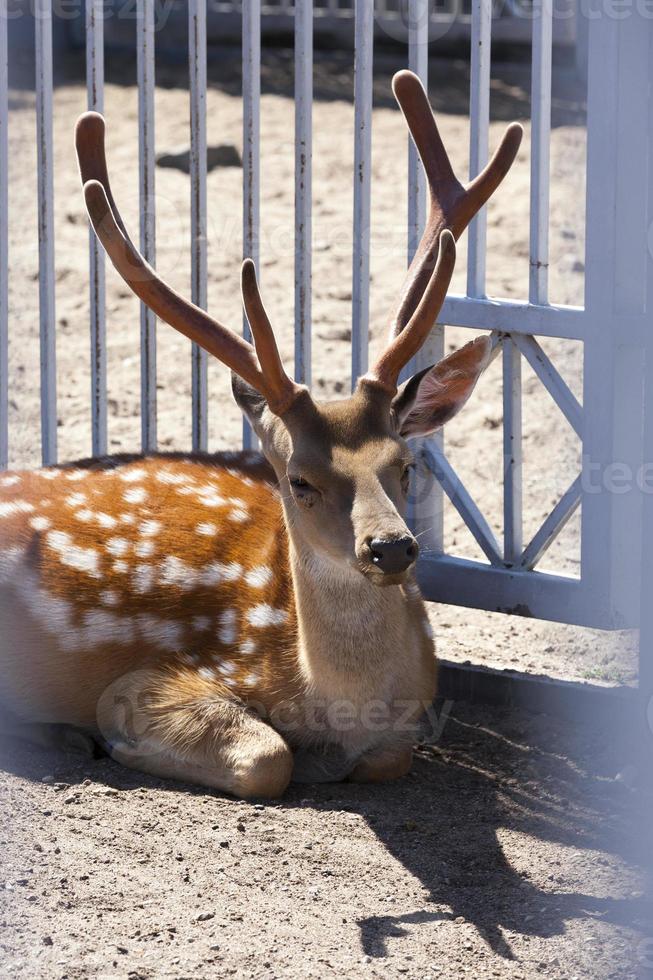 head and horn of a spotted deer photo