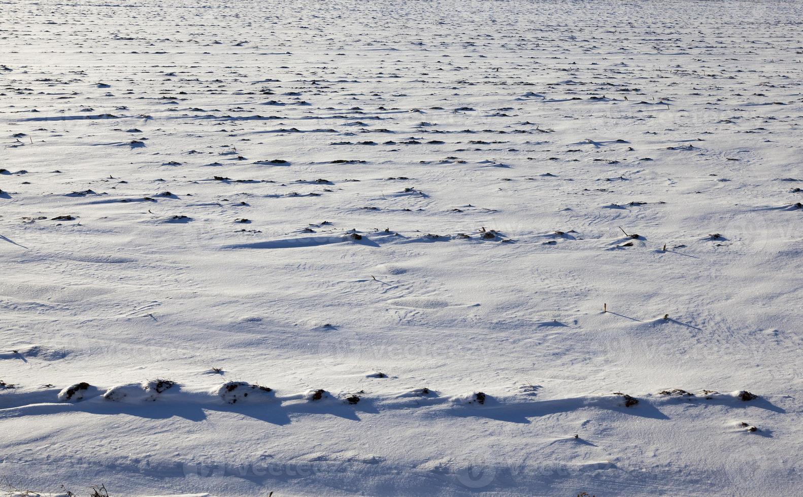 After snowfall, close up photo