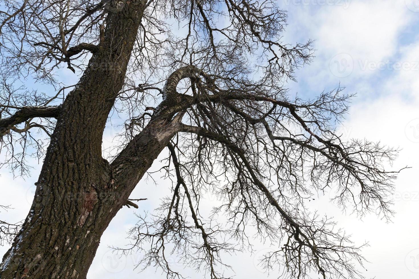 árbol sin hojas foto