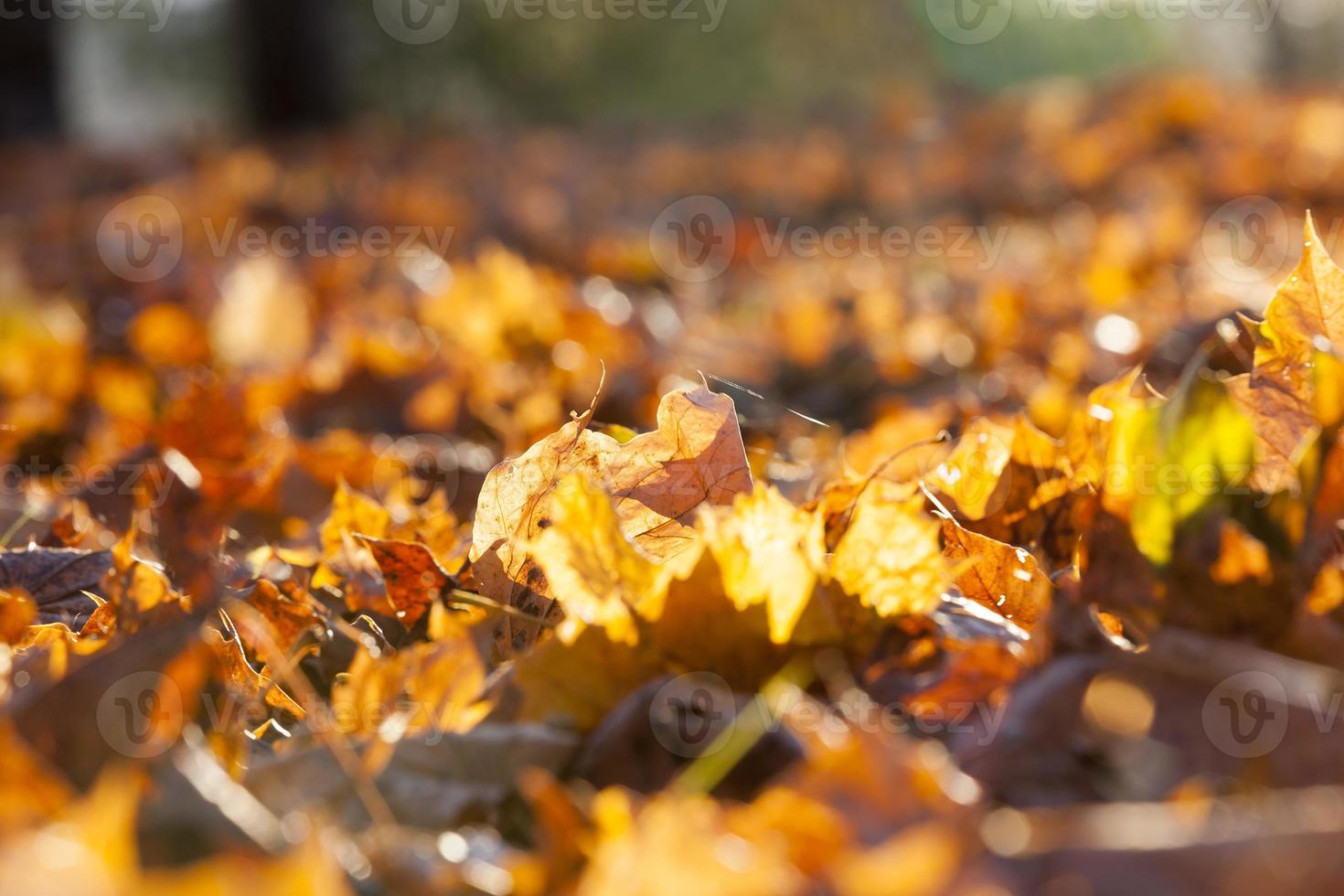 Yellow fallen leaves photo