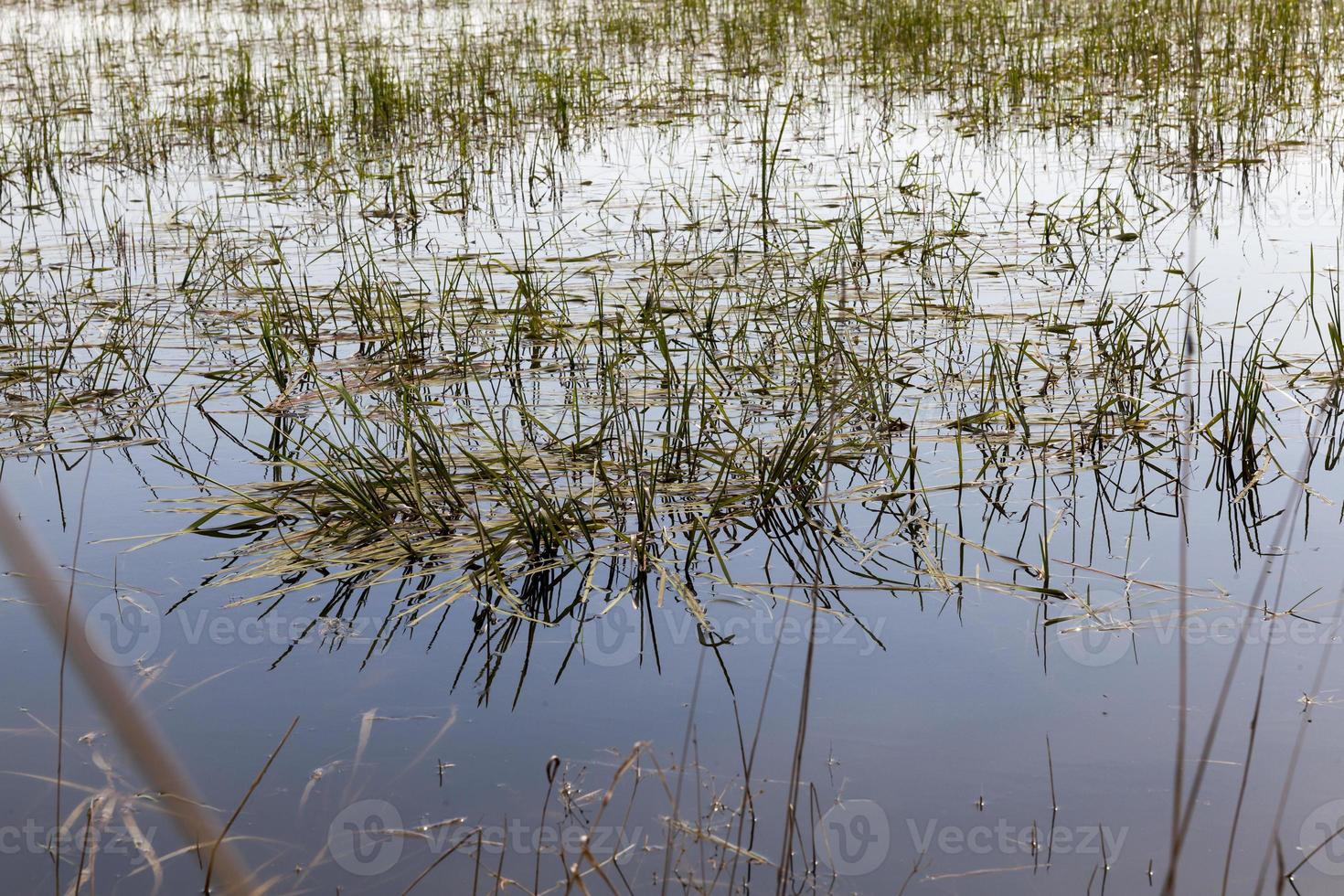 European swamps, close up photo