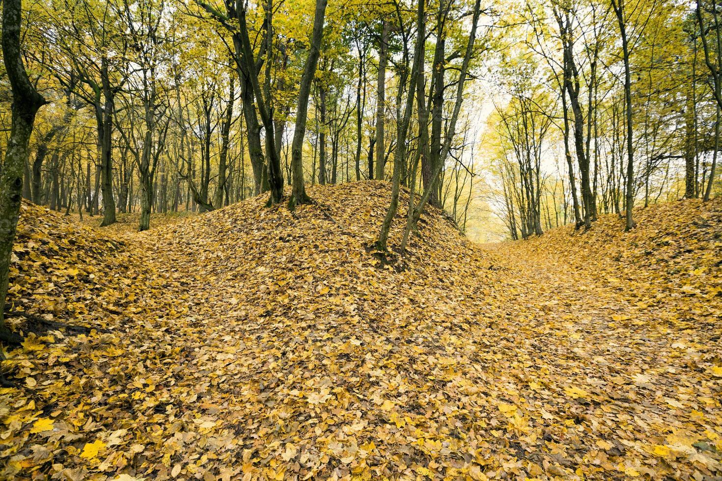 Wavy autumn forest photo