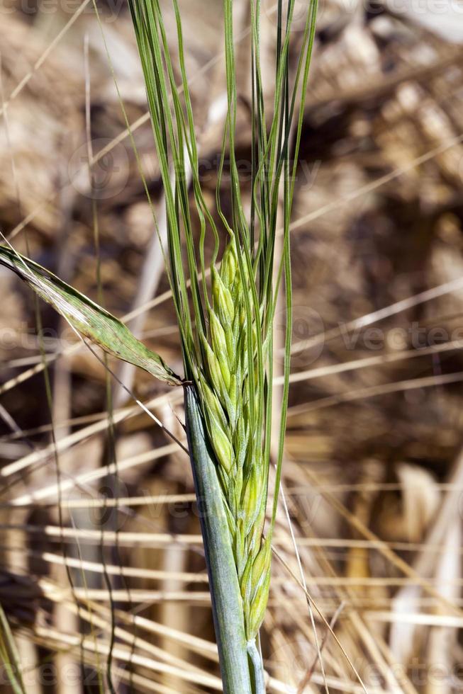 one green barley photo