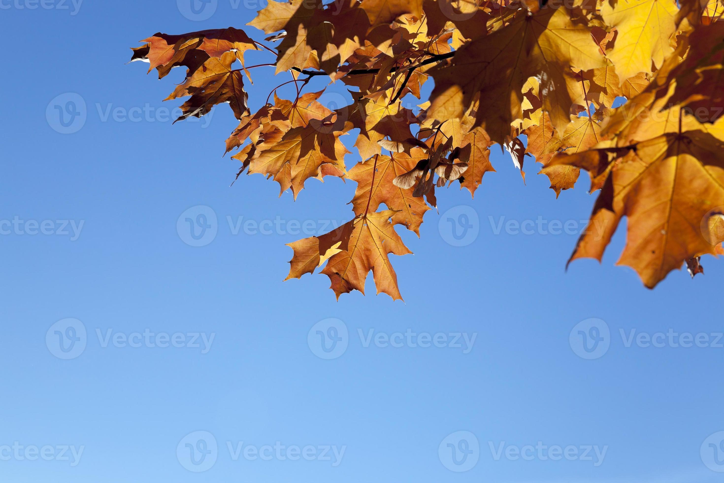 yellowing leaves on the trees 9721723 Stock Photo at Vecteezy