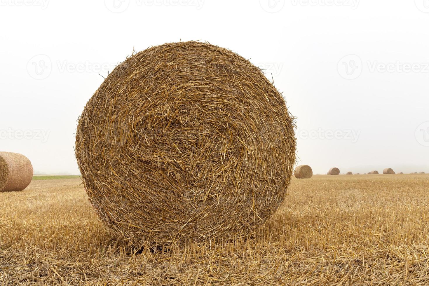 cylindrical bales of straw photo