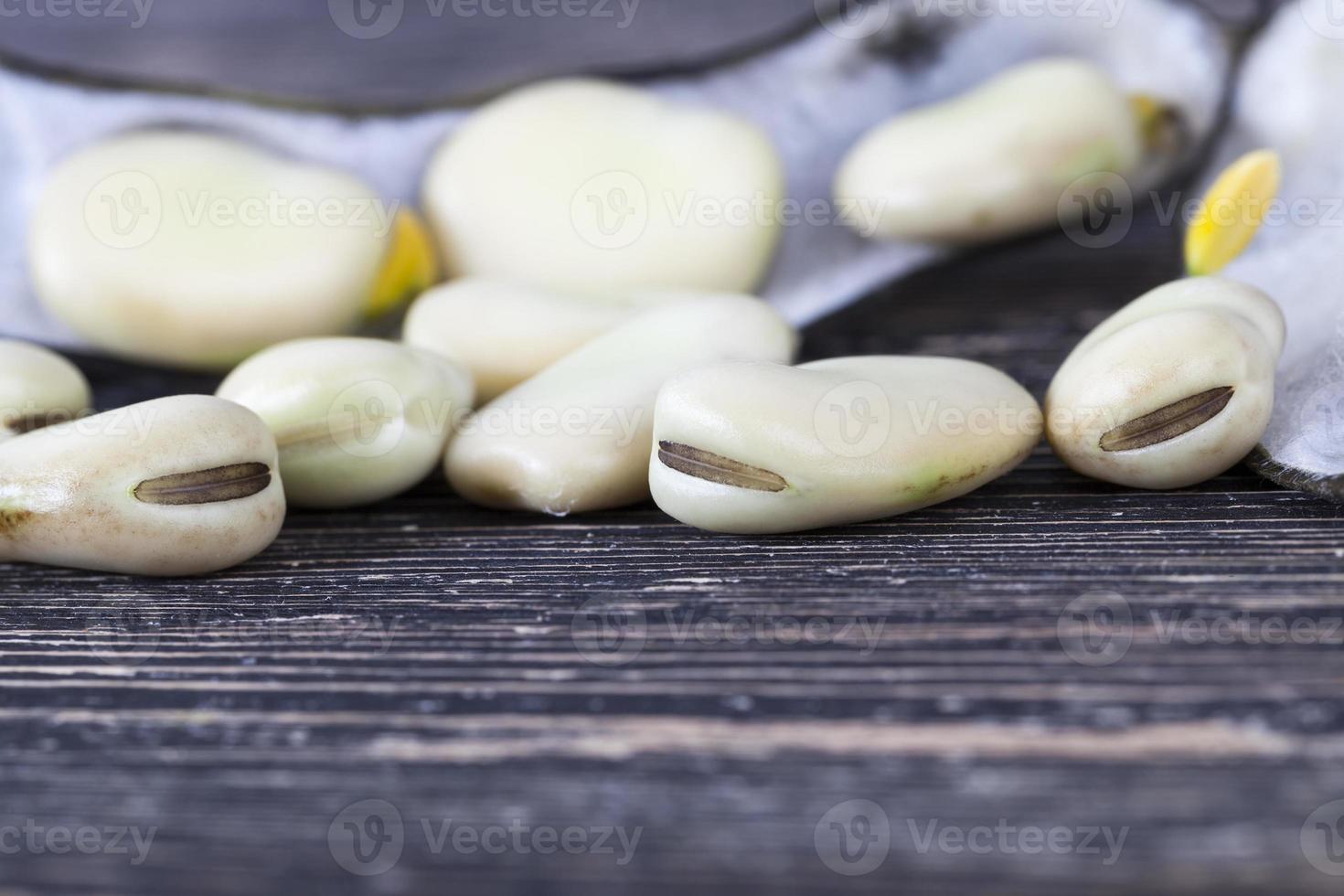 black dry pods of bean photo