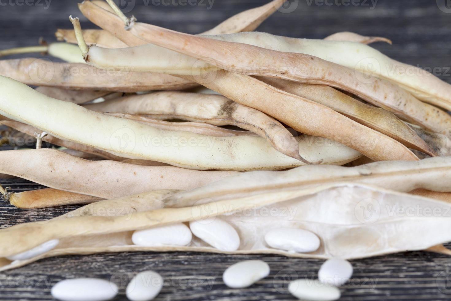 bean seeds, close up photo