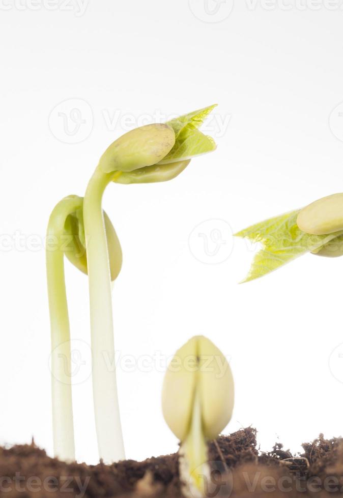 group of newly grown beans photo