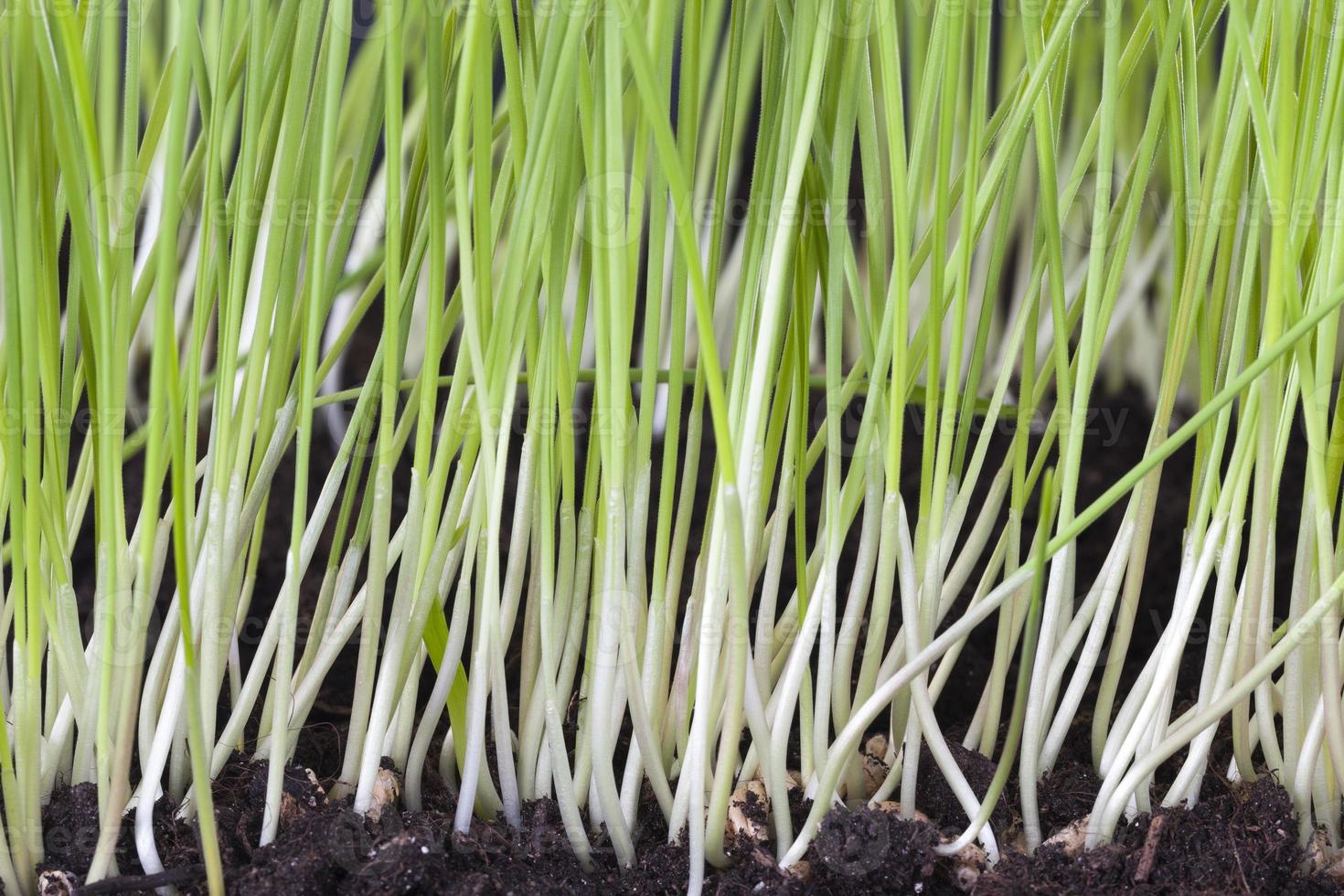 rows of new young wheat photo