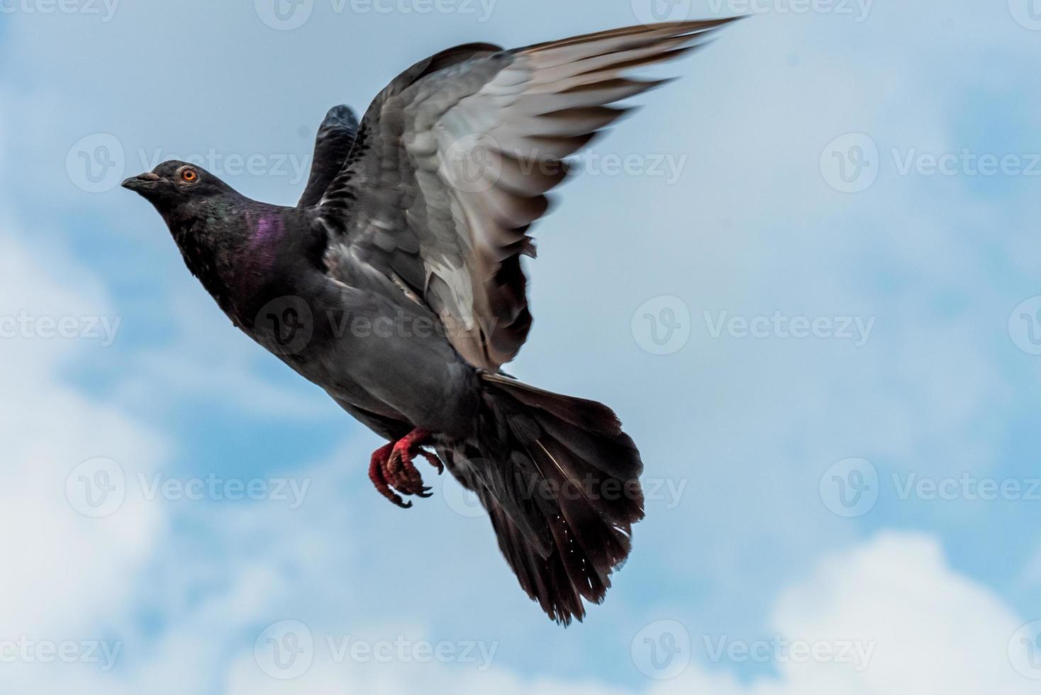pigeon flying in the blue sky photo