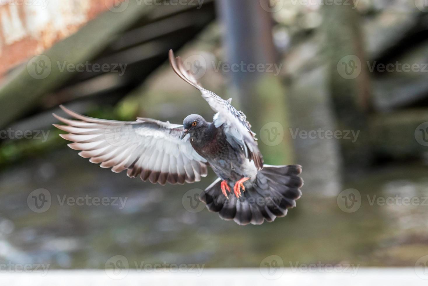 pigeon flying in the sky photo