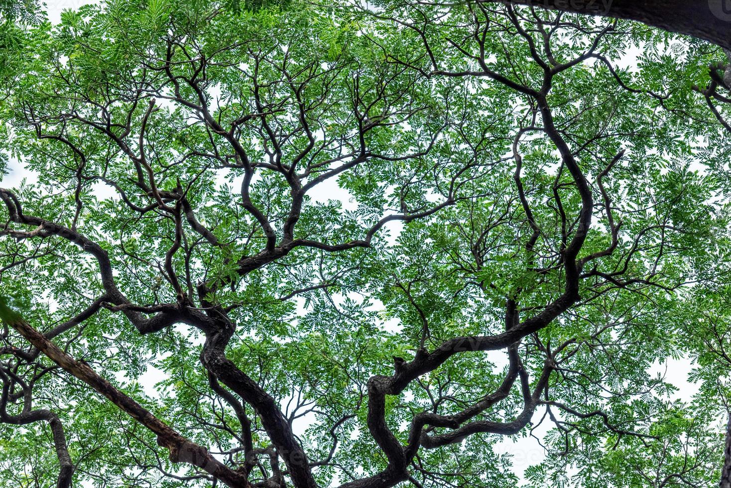 big tree in the temple photo