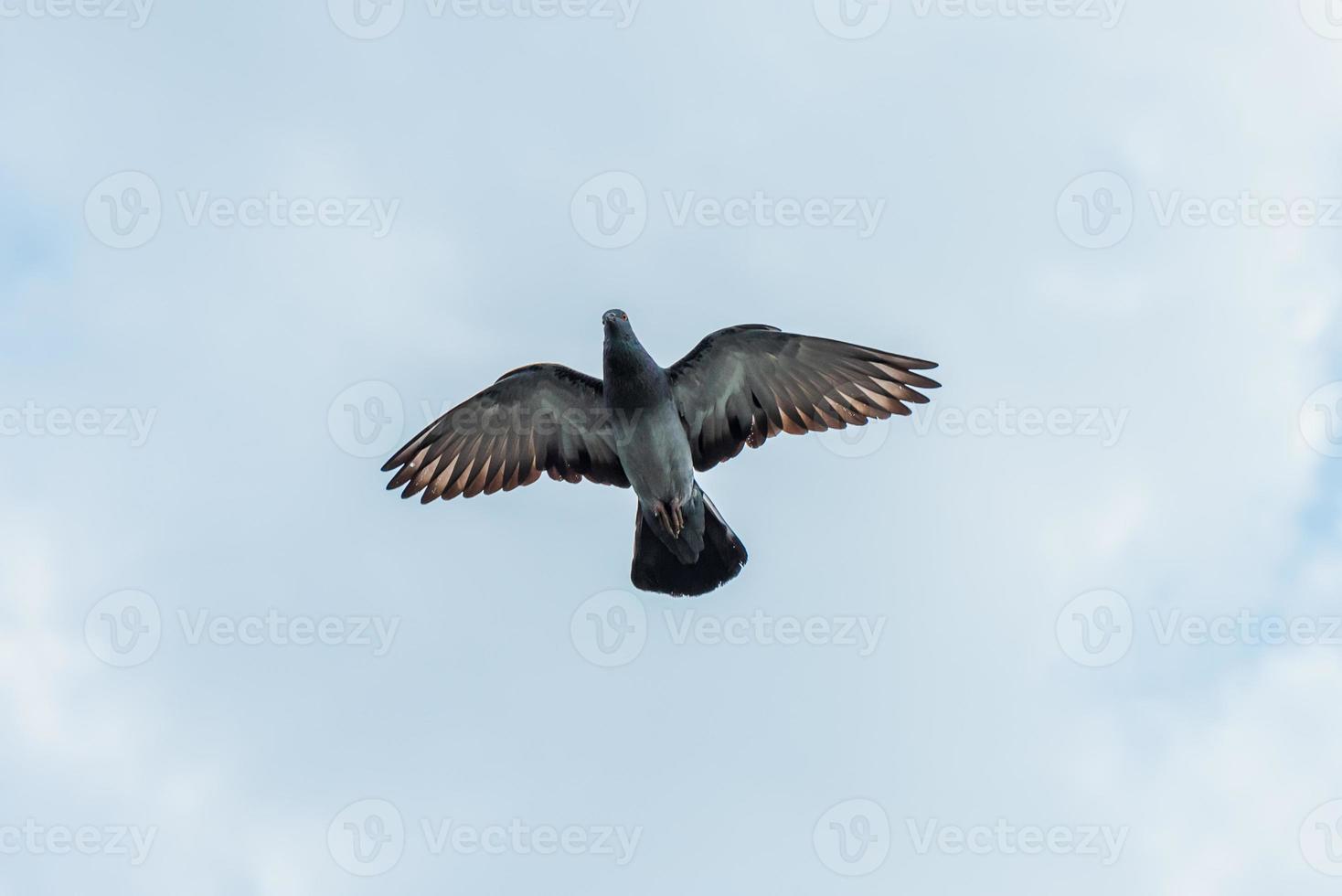 pigeon flying in the blue sky photo