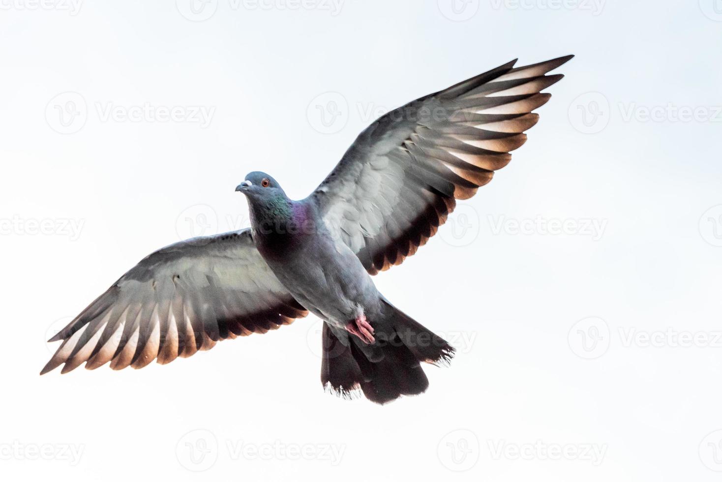 pigeon flying in the sky photo