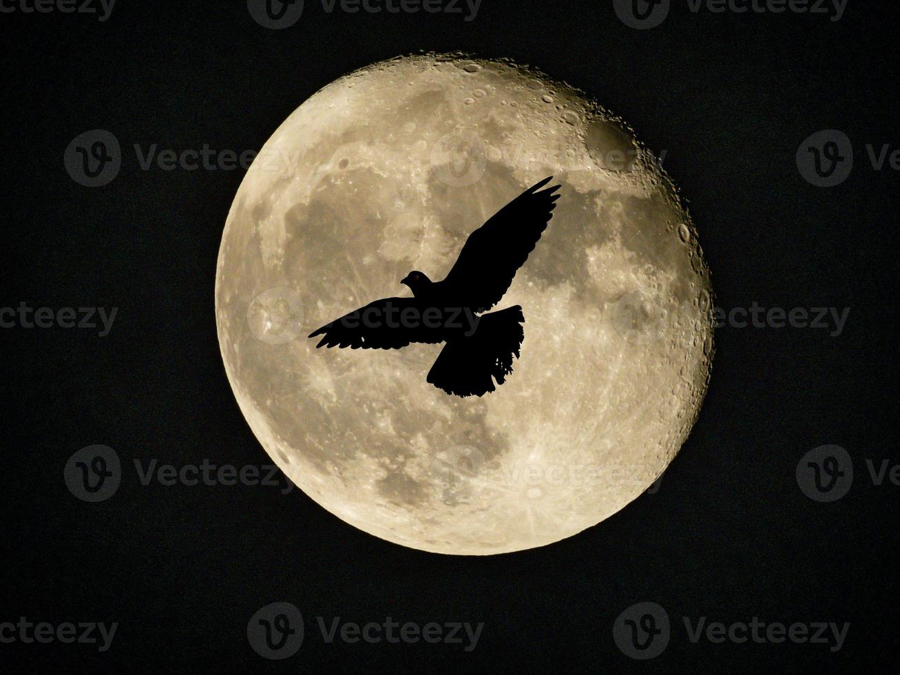 Moon and birds in the night sky photo