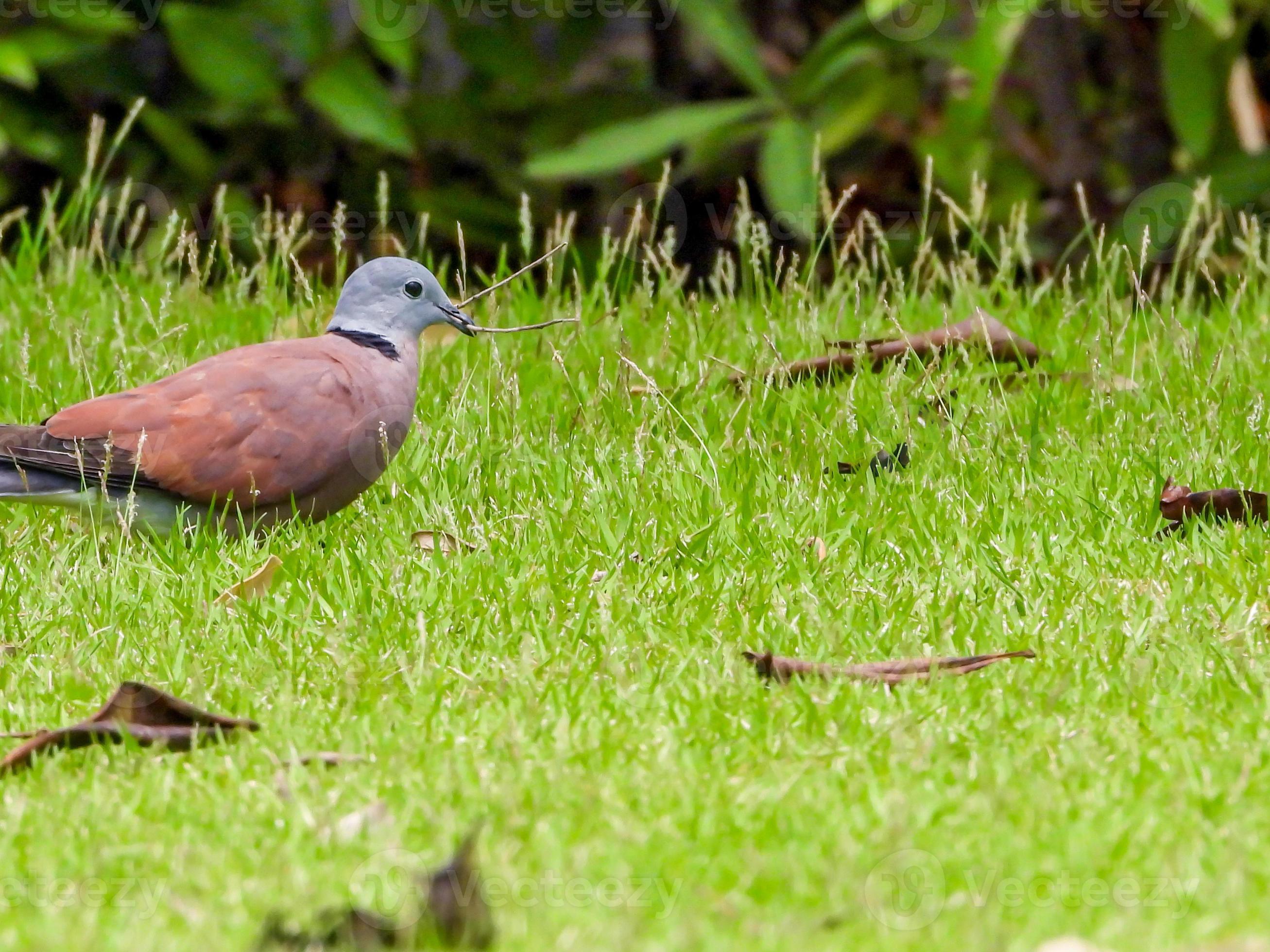 Red Turtledove, Red Collared Dove 9721942 Stock Photo at Vecteezy
