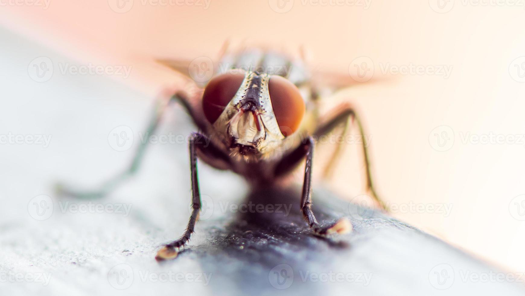 close up fly in the garden photo