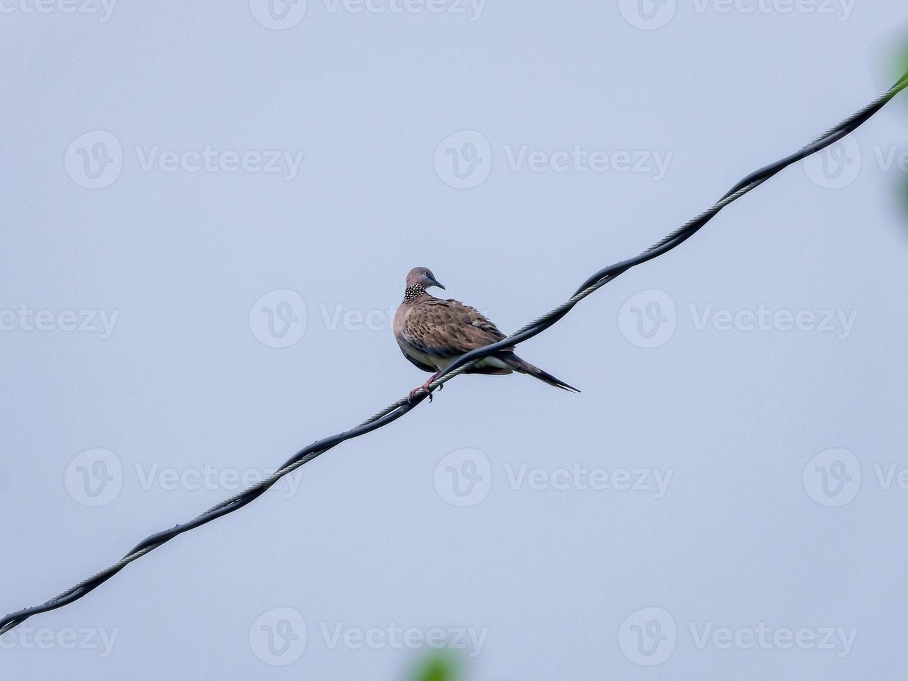 Spotted Dove, Spilopelia chinensis in the garden photo