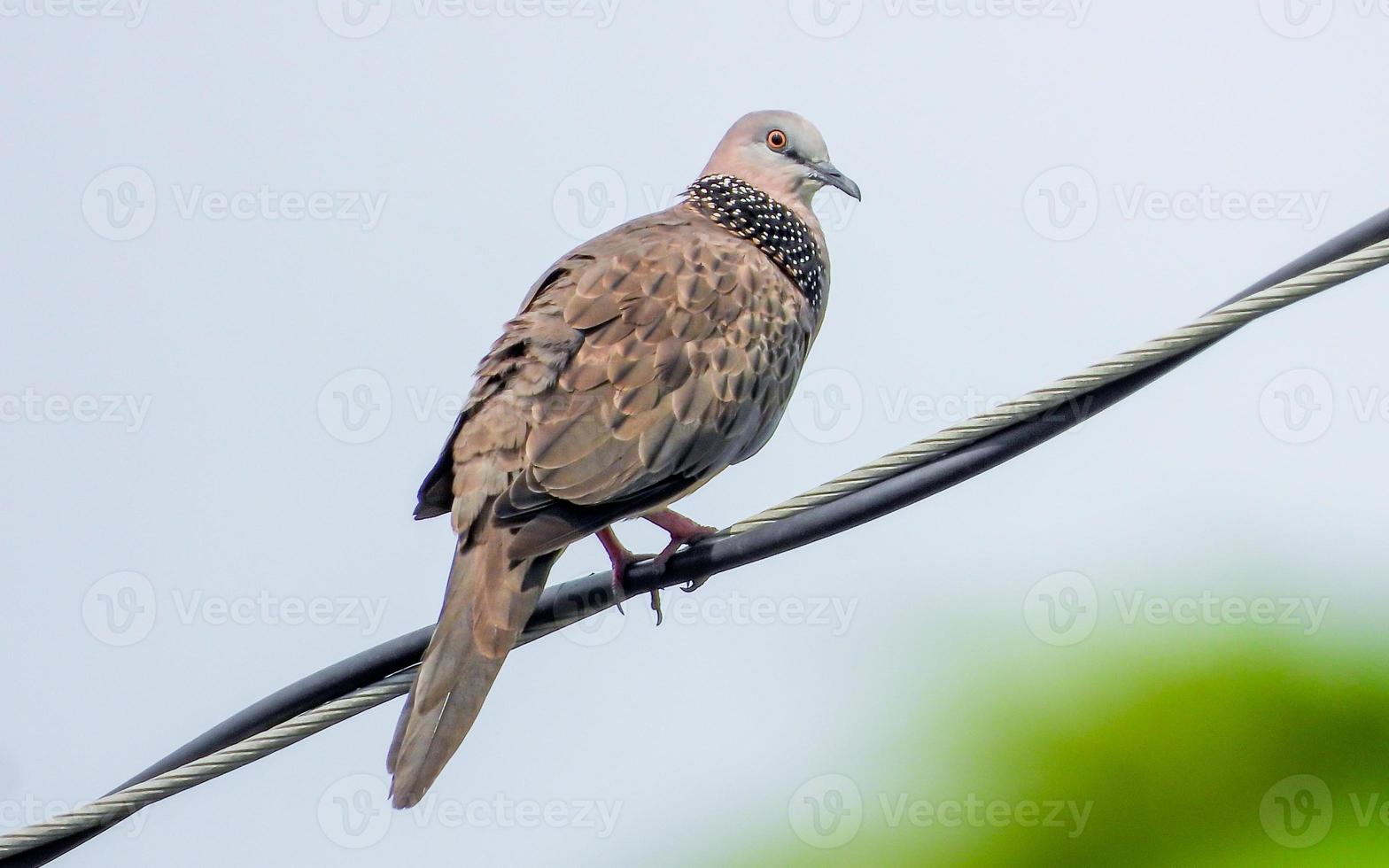 Spotted Dove, Spilopelia chinensis in the garden photo