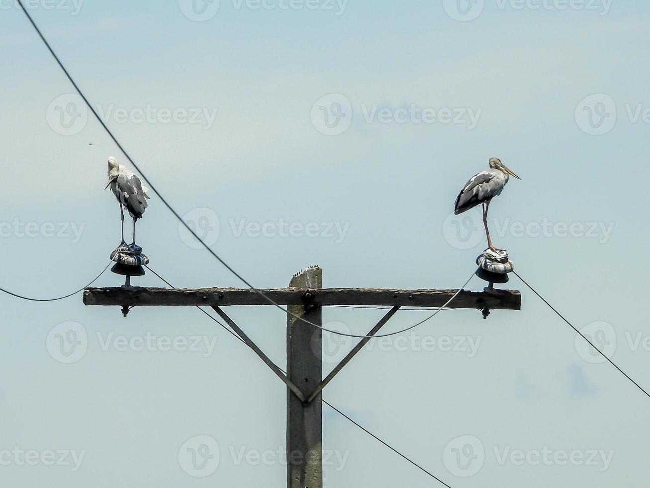 two egret stand on the wire photo