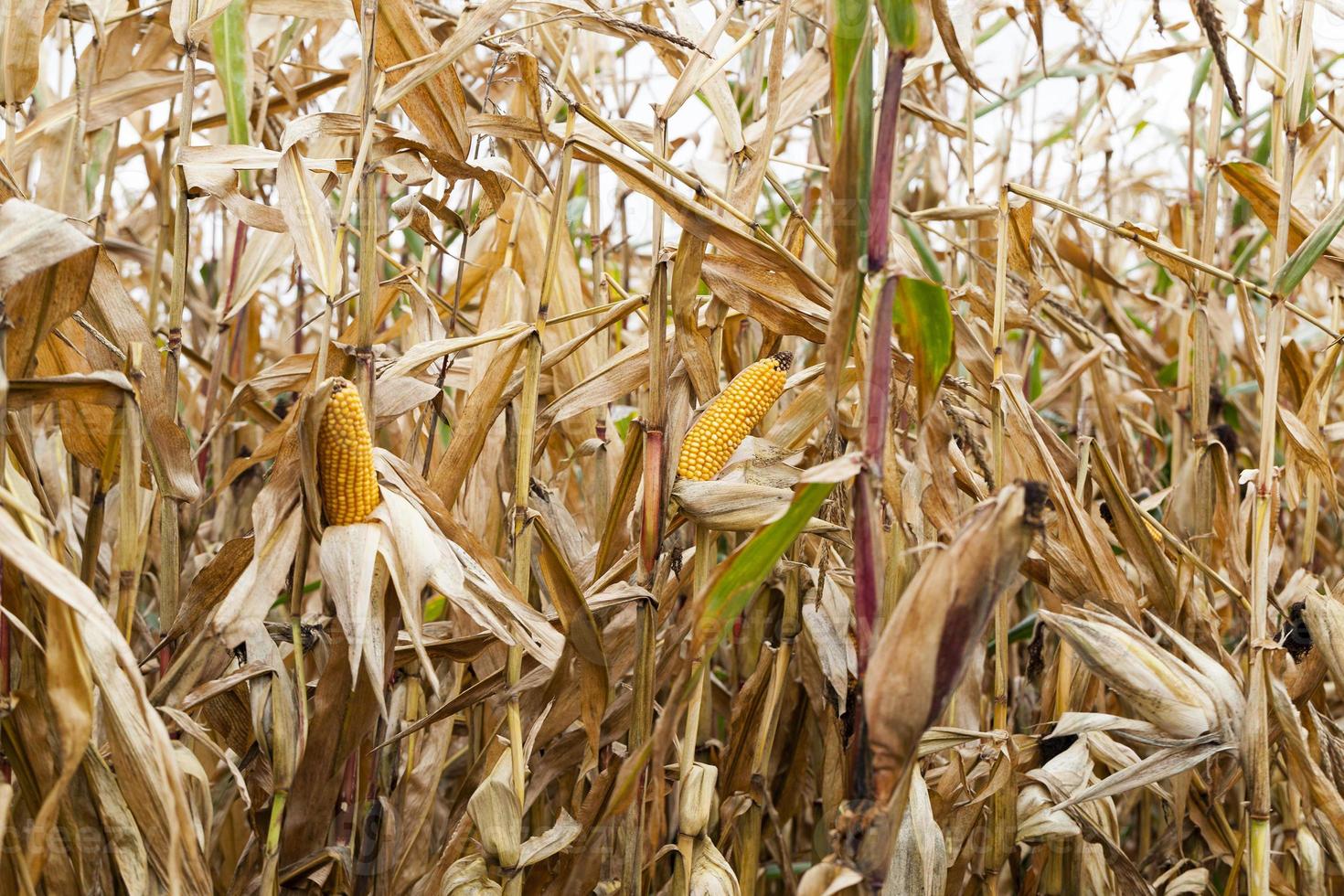 field of ripe corn photo