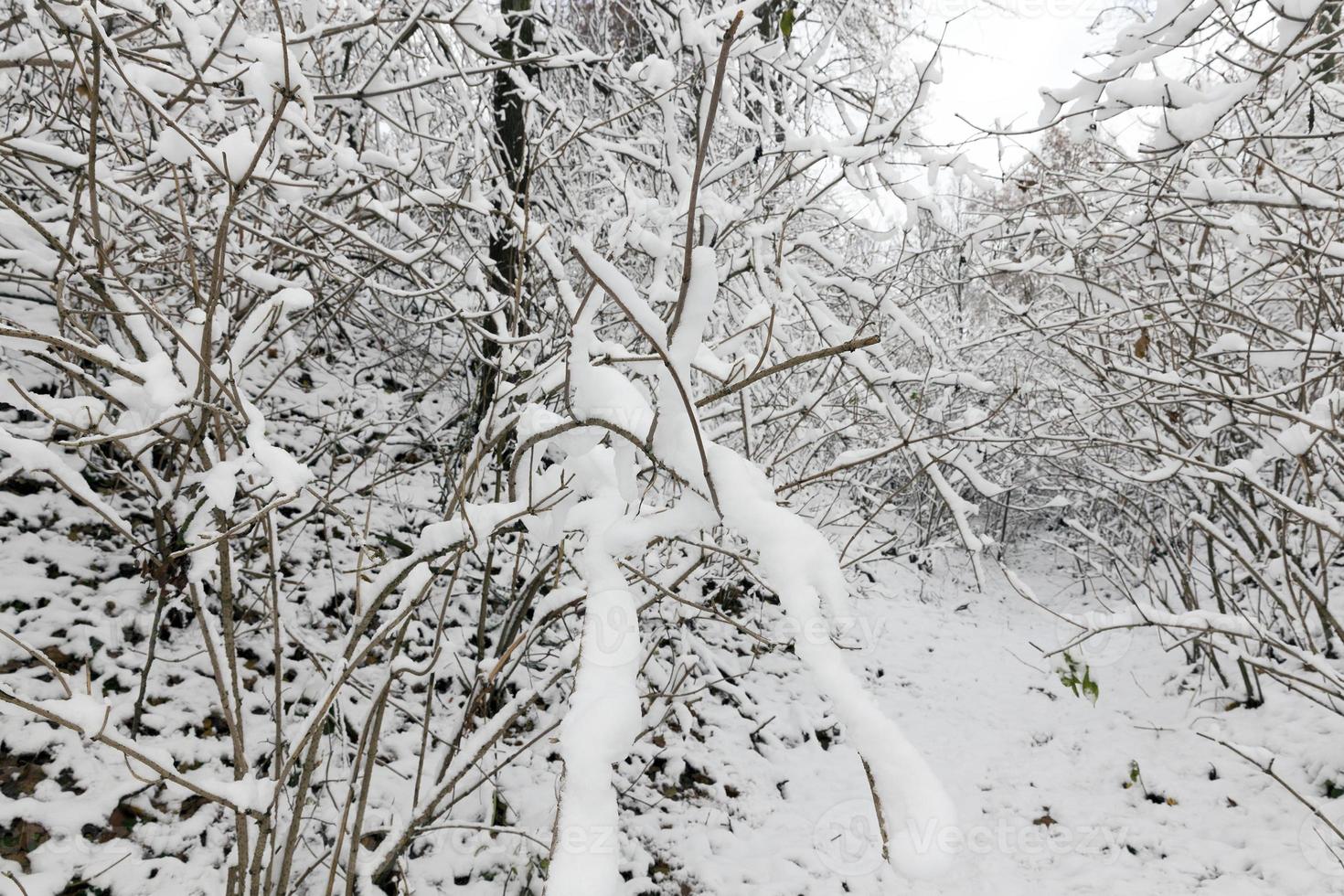 Winter park with snow photo