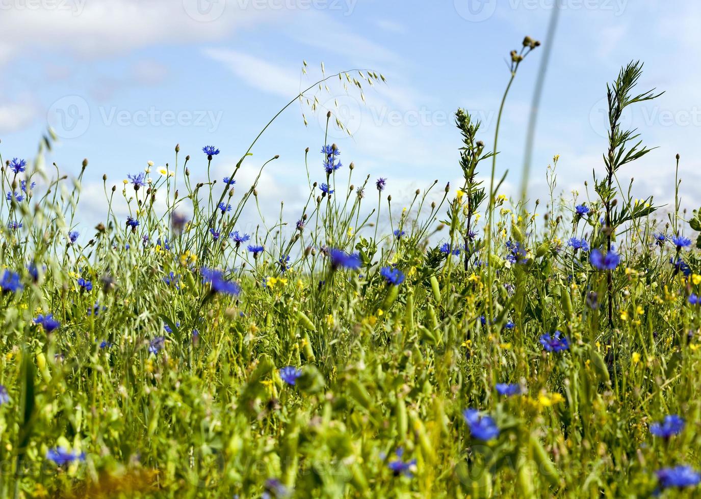 field of green peas photo