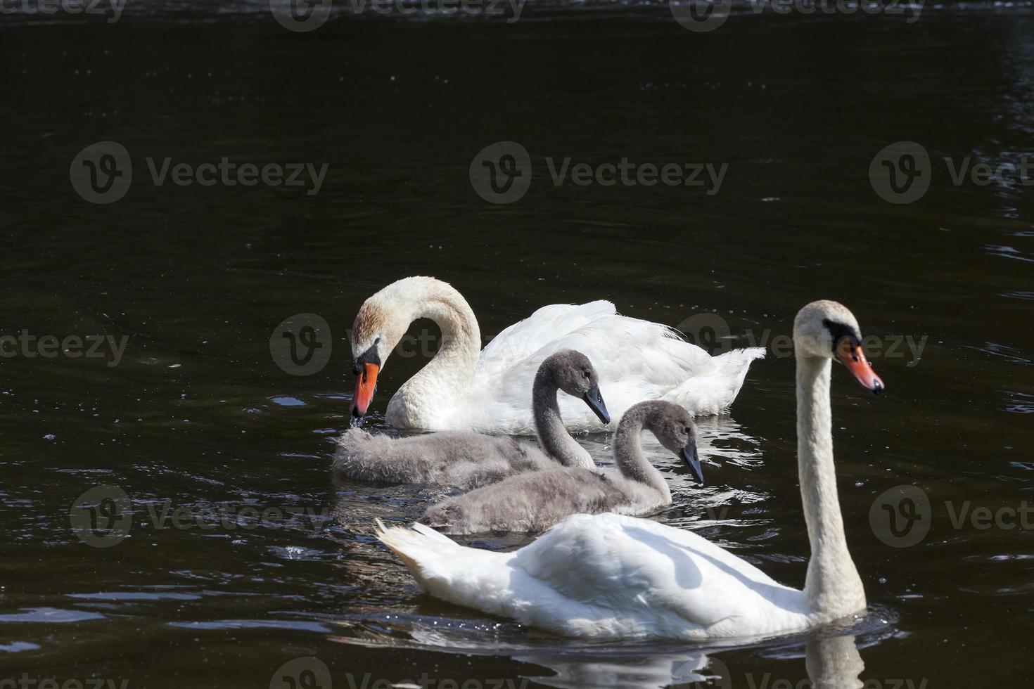 swan white, close up photo