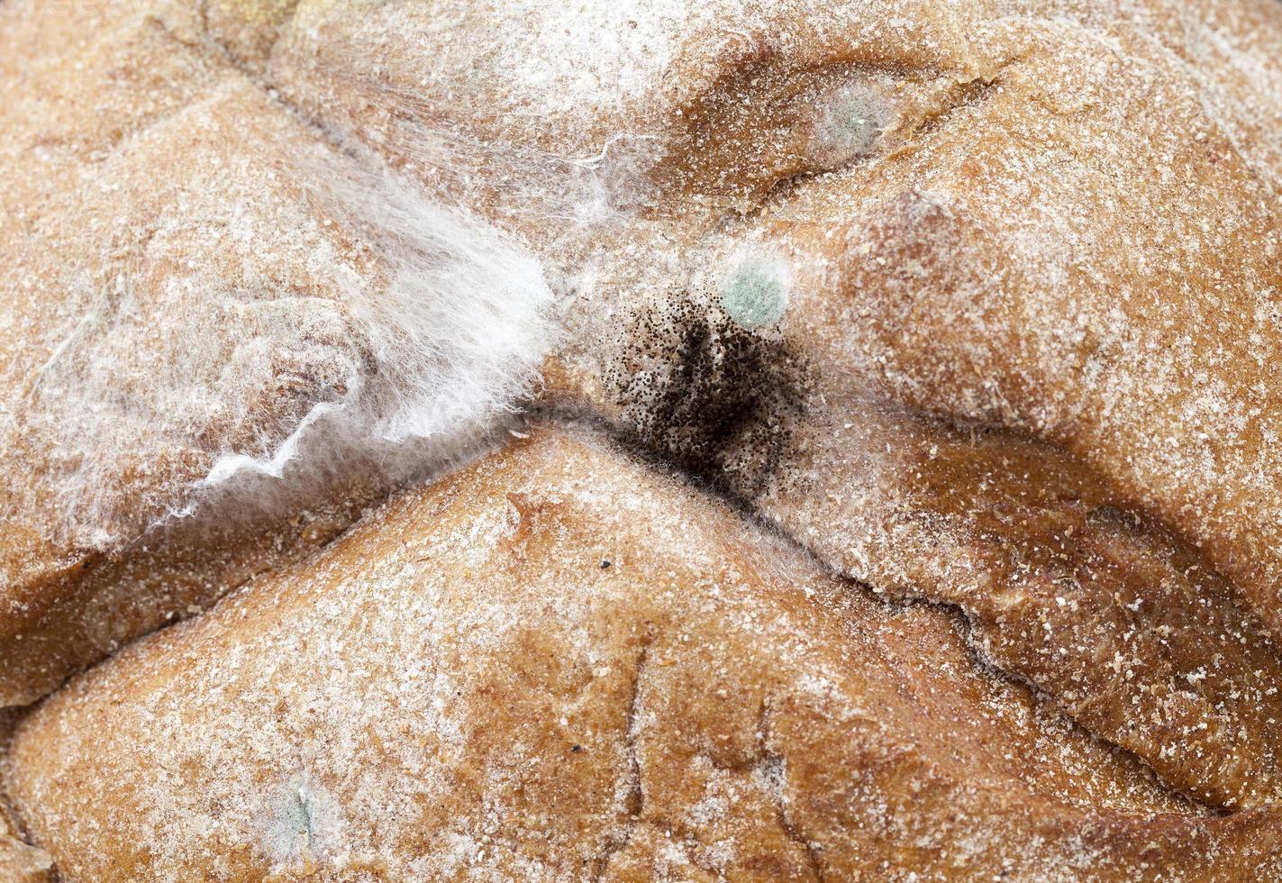 toxic dangerous mold photo