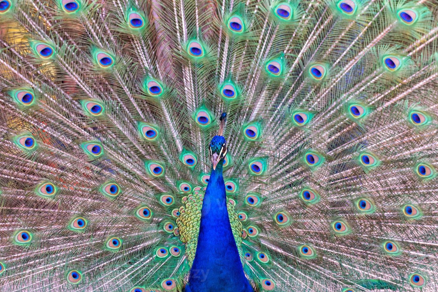impressive portrait of a peacock with its tail open photo