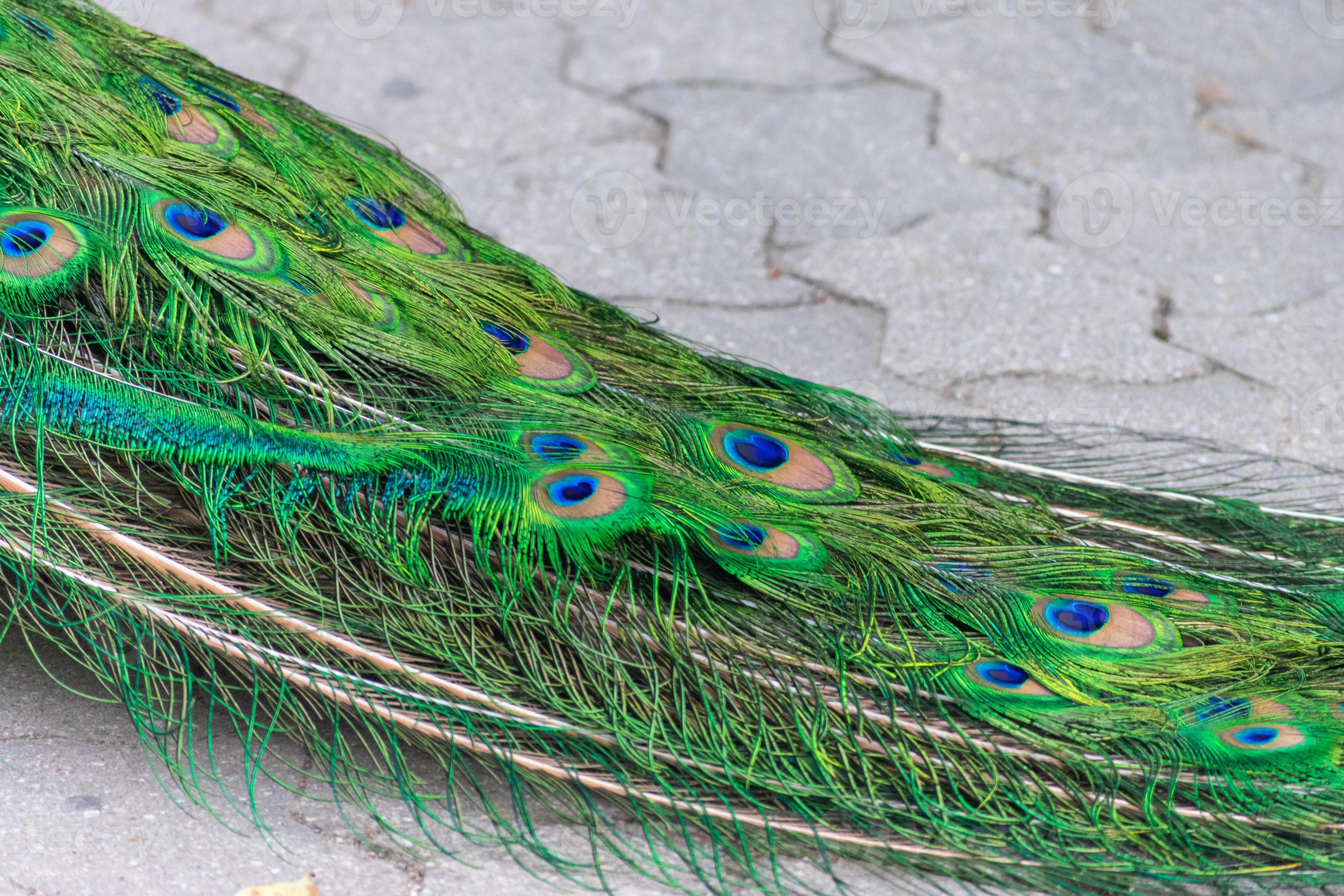 Detalle De Los Colores De La Cola De Un Pavo Real 9722796 Foto De Stock Detalle De Los Colores De La Cola De Un Pavo Real 9722796 Foto De Stock