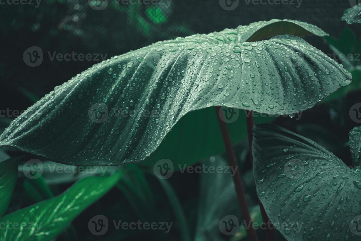 moon charm leaves close up and vintage tone photo