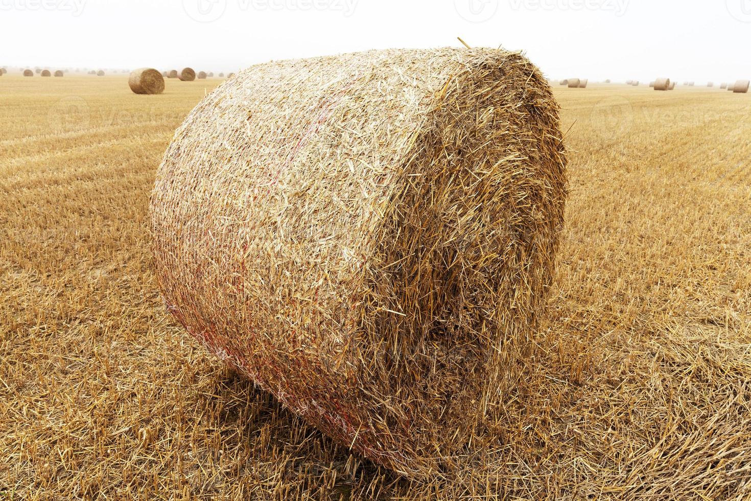 cylindrical bales of straw photo