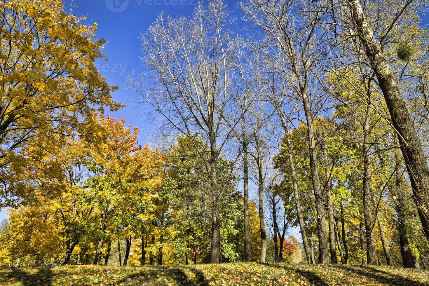 different deciduous trees photo