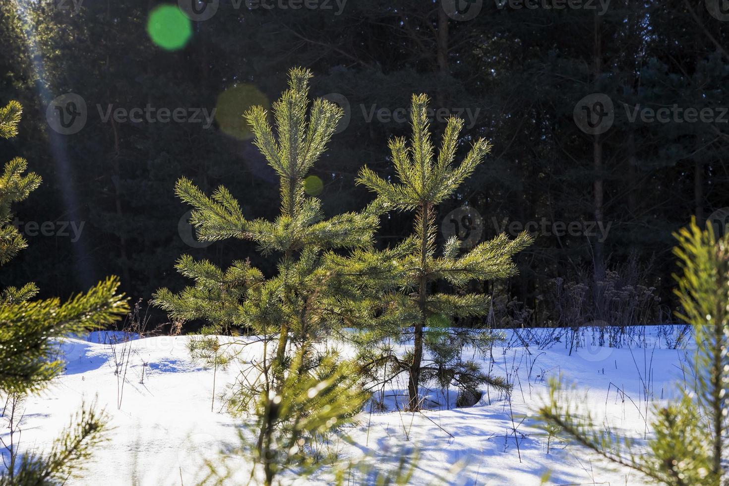 pine trees in winter photo