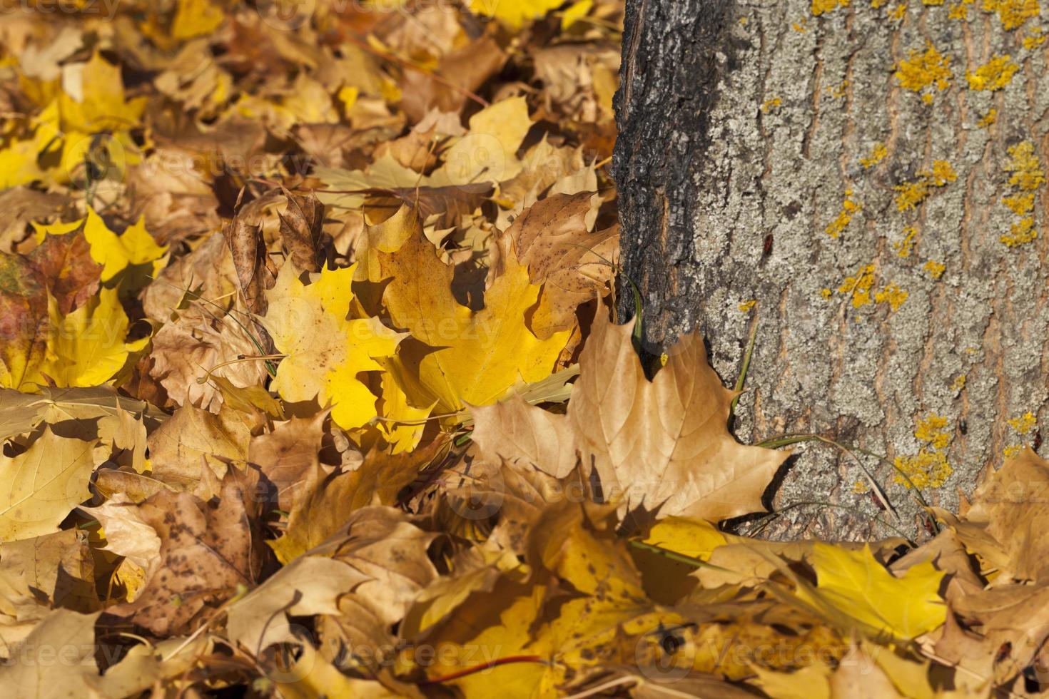 dried and fallen foliage photo