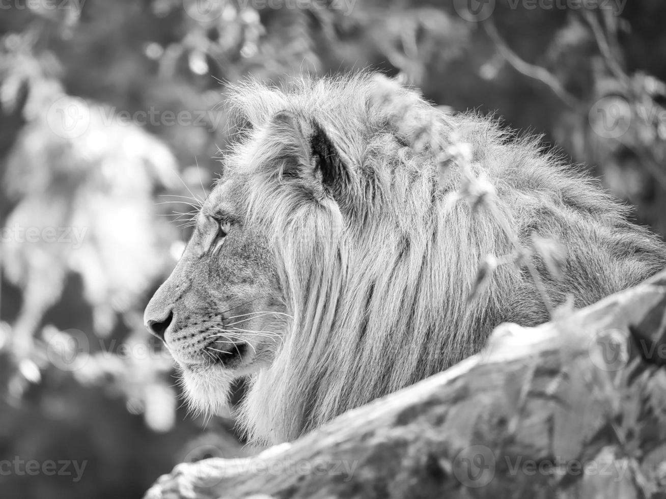 Lion in black and white with beautiful mane lying on a rock. Relaxed predator. photo