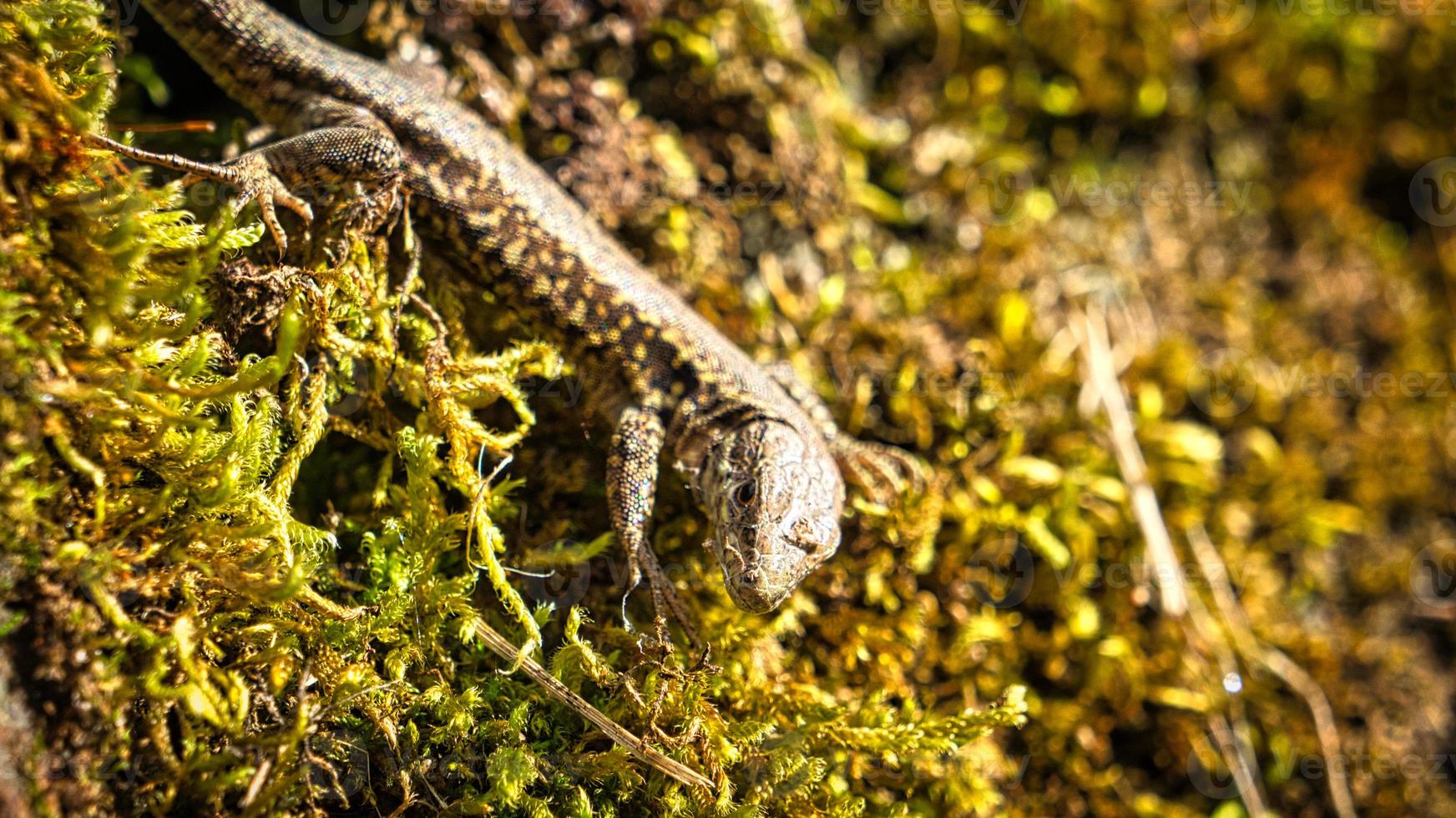 Lizard on a stone wall overgrown with moss. Animal shot of a reptile. photo