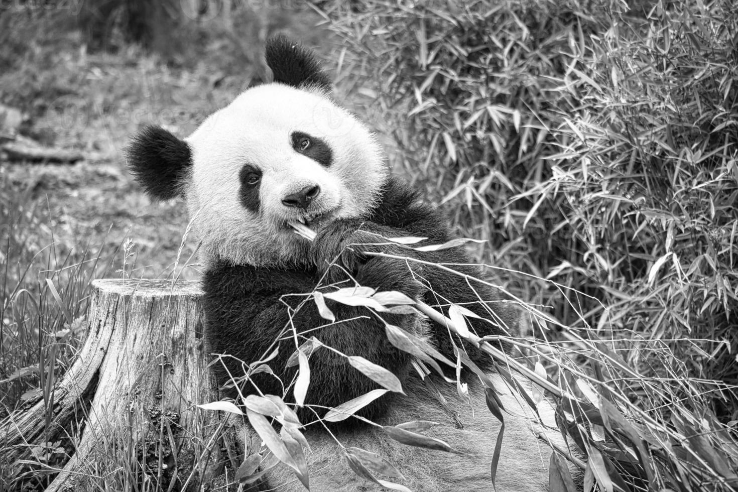 big panda in black and white, sitting eating bamboo. Endangered species. photo