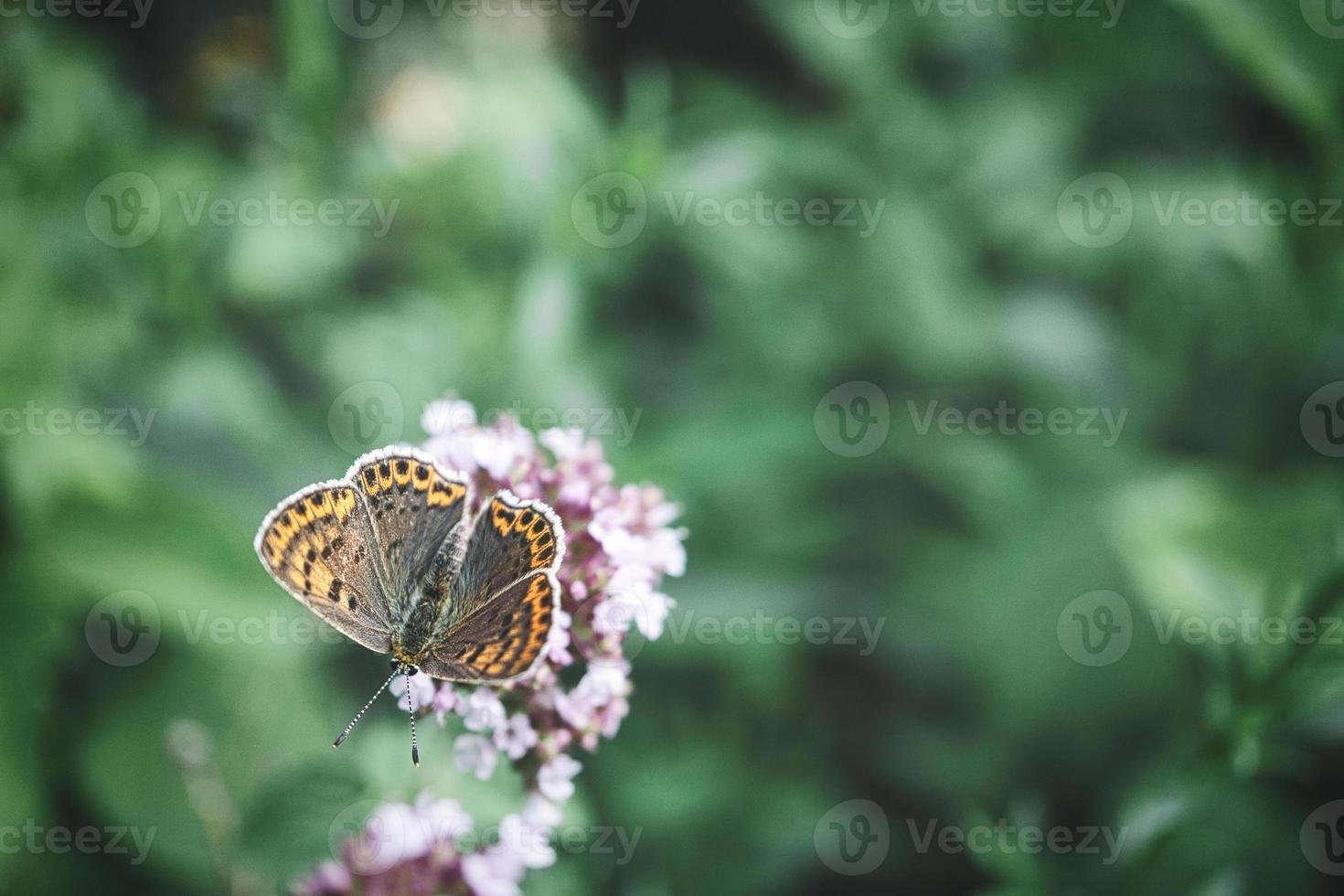 mariposa sobre una flor en flor en el jardín en primavera. foto