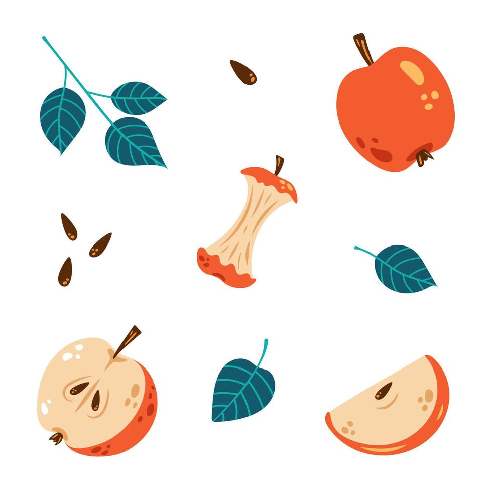 Vector apple set. Colorful collection of whole apple, apple half and slice. Apple core.