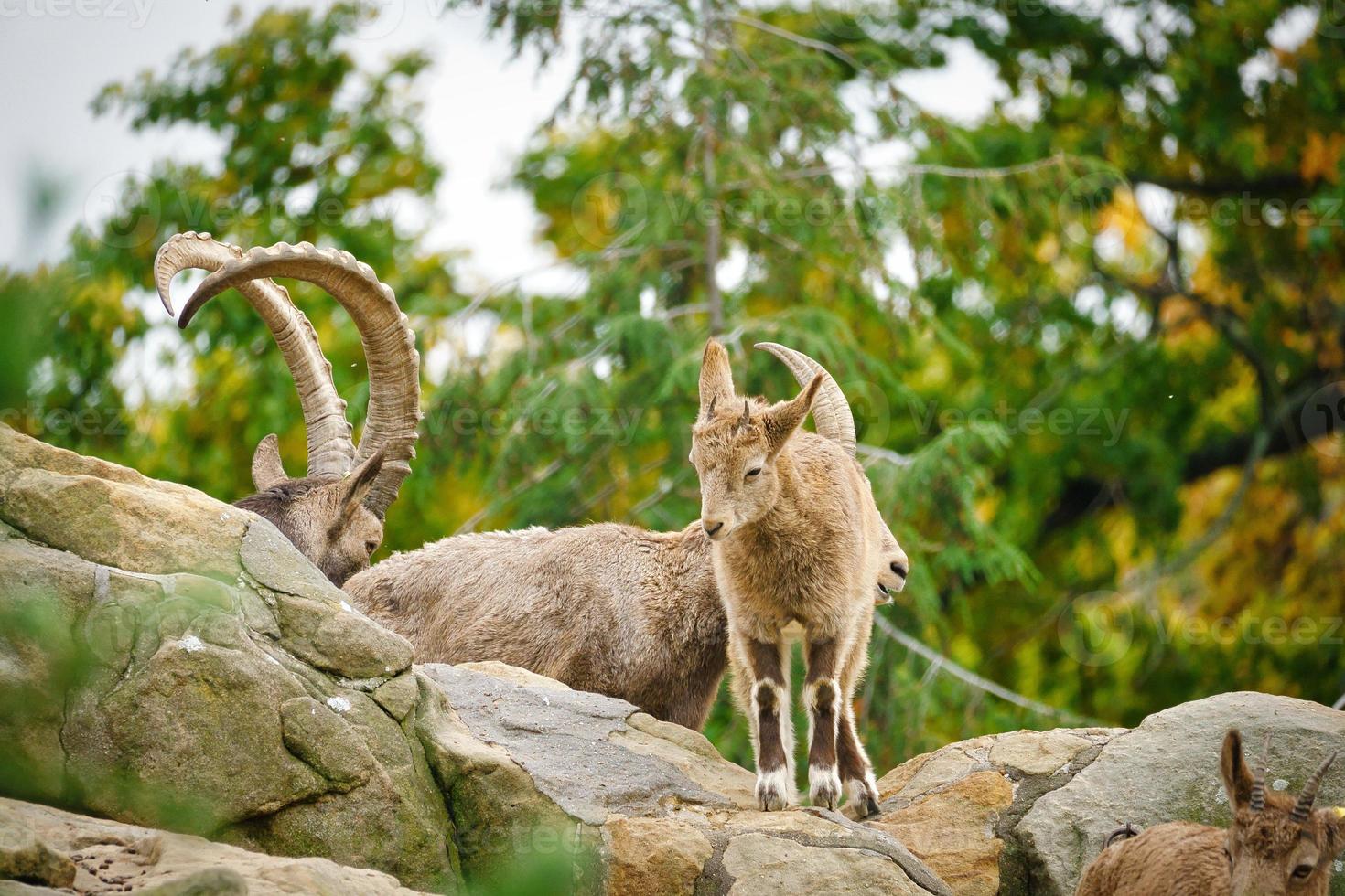 Ibex baby on a rock in nature. small horn in mammal. Ungulates climbing photo