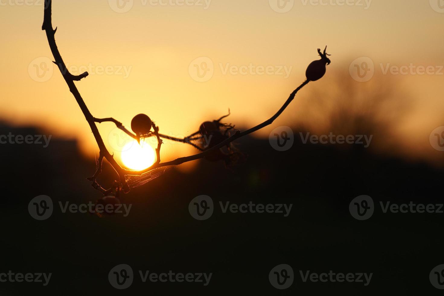 Setting sun on the outskirts of Berlin. Plants as silhouette in the foreground. photo