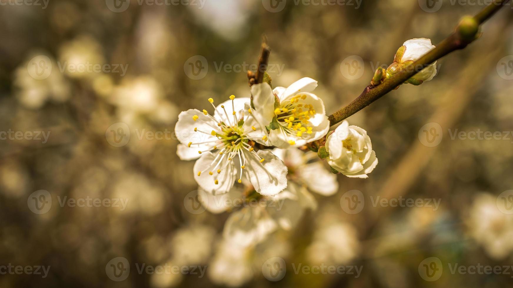 cherry blossoms on the branches of a cherry tree. photo